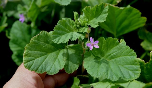 Erodium malacoides